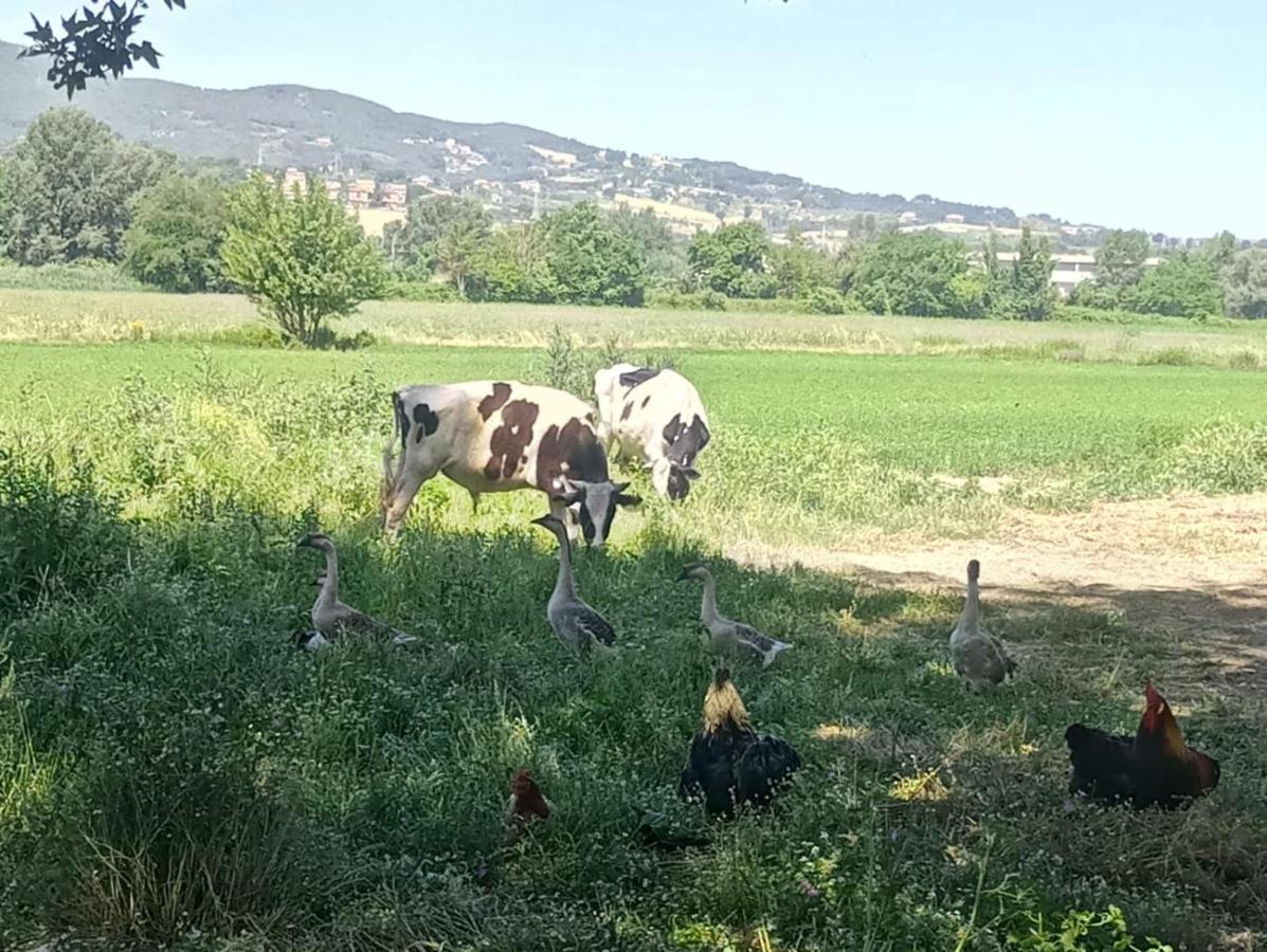 Agriturismo Tenuta Filippi ナルニ エクステリア 写真